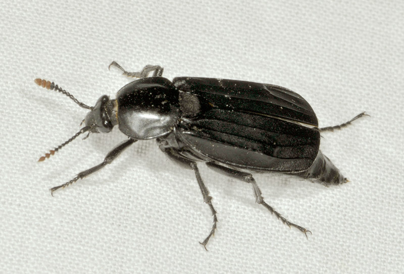 Silphidae: Necrodes littoralis